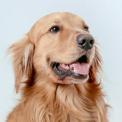 Bruno