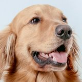 Bruno
