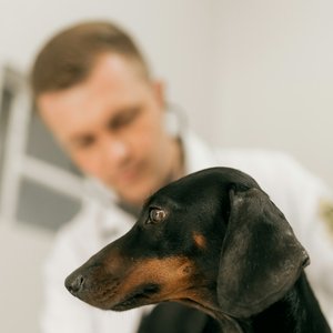 Vet examining a dog
